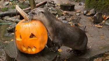 River otter investigating  a jack-o'-lantern.