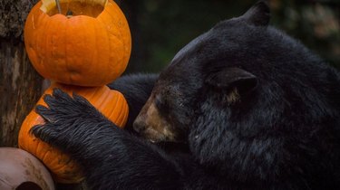 Black bear holding a stack of carved pumpkins.