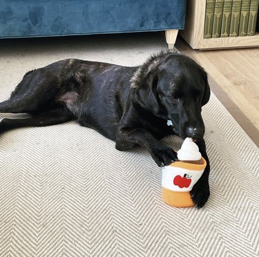 black dog chewing on a plush pumpkin spice latte toy.