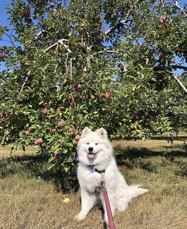 samoyed sitting in front of an apple tree at an orchard.