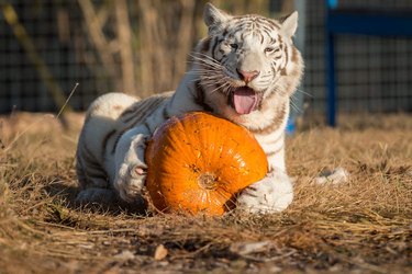 Tiger licking a pumpkin.