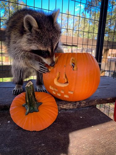 Raccoon investigating a carved pumpkin.