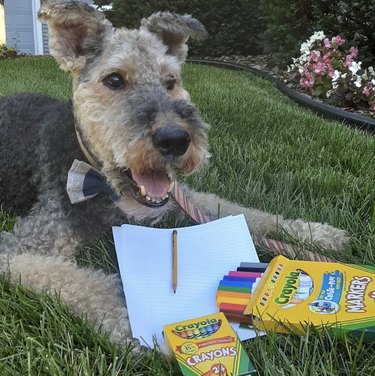 airedale terrier with a bowtie sitting in the grass with crayons, markers, and paper.
