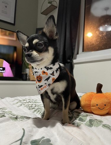 Black and white chihuahua wearing a Halloween bandana and sitting by a pumpkin plush toy.