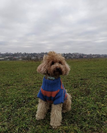 maltipoo wearing a blue and orange sweater.