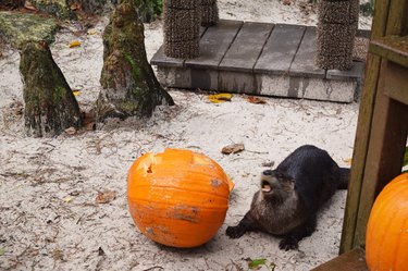Otter looking at jack-o'-lantern with excitement.