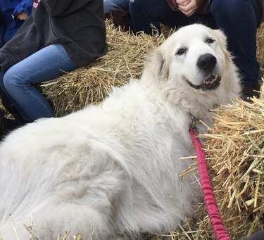 happy dog enjoying a hayride.