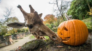 Giraffe licking a jack-o'-lantern.
