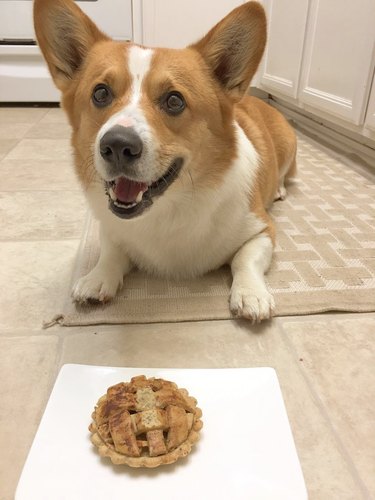 happy corgi with a mini apple pie on a plate.