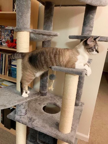 cat on two levels of cat tower at same time