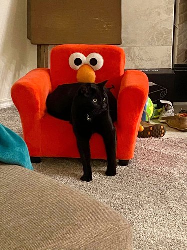 black cat in Elmo chair