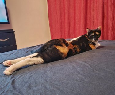 cat shows off butt in silly pose