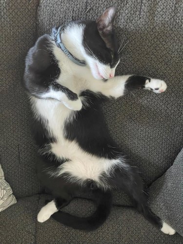 sleeping cat looks like they're doing the Thriller dance