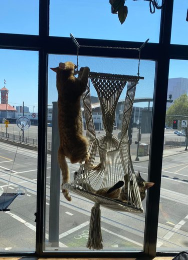 cat biting hanging cat bed.