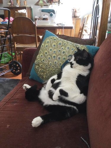 chonky cat on couch watching favorite tv shows