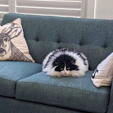 fluffy cat looks like skunk and porcupine at same time