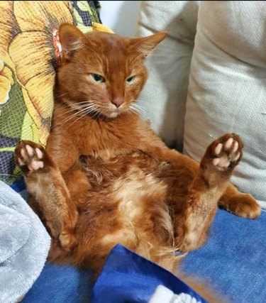 cat with paws up chilling