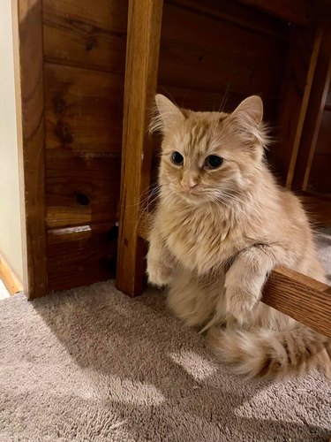 funny cat leans on furniture