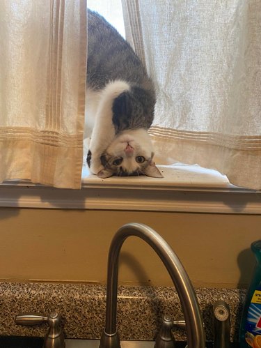 Cat standing with her head upside down