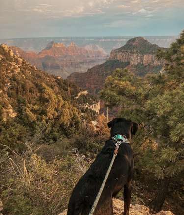 16 Dogs Enjoying Nature at National Parks | Cuteness