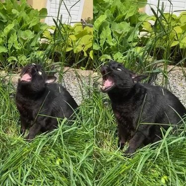 Cat trying to bite long grass