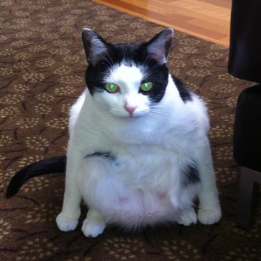 Cat sitting in a weird position