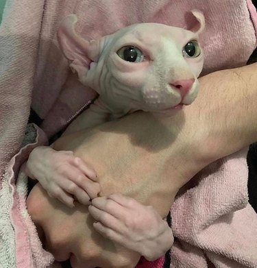 Hairless cat with a green tinge