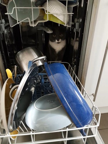 Cat sitting inside dishwasher