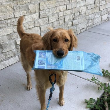 dog with newspaper in its mouth