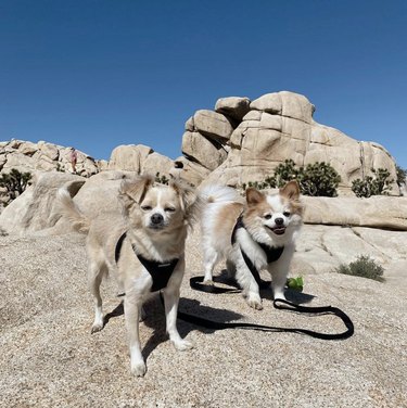two dogs at joshua tree national park