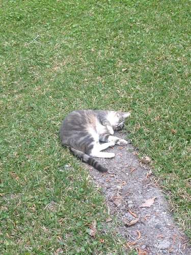 Cat laying in grass that looks like a meteor impact