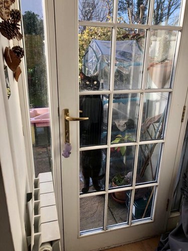 Cat standing on hind legs looking through glass door