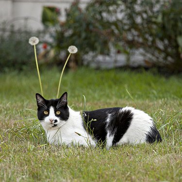 Cat laying in grass with dandelions behind it like antennae