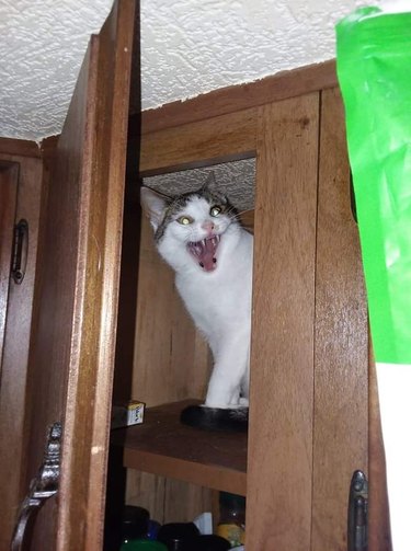 Cat in cabinet