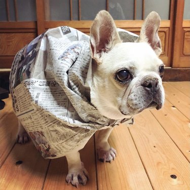 dog wrapped up in newspaper