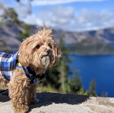 16 Dogs Enjoying Nature at National Parks | Cuteness