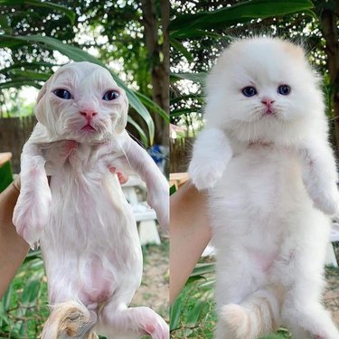 Kitten before and after a bath