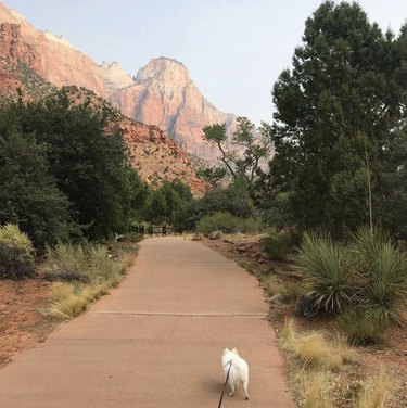 dog at zion national park