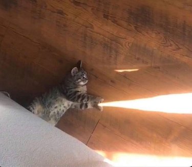 Cat with its paws around a beam of sunlight on the floor