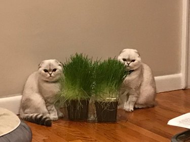 Identical cats standing side by side reminiscent of the twins from The Shining