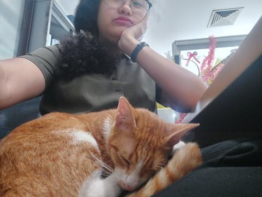 orange cat sleeps on woman's lap.