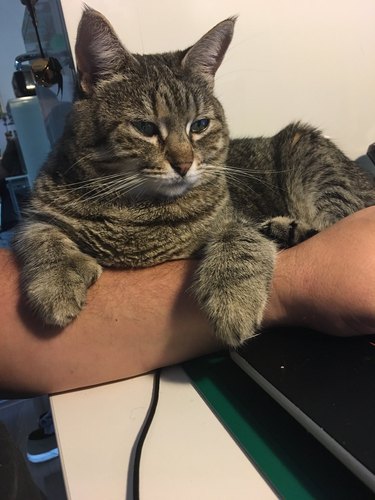 tabby cat supervises human working on laptop.