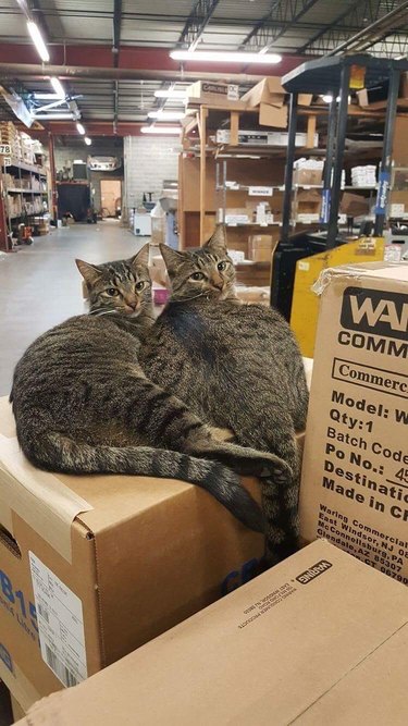 cats work in warehouse doing pest control.