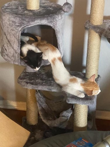 cat slinks off cat tower