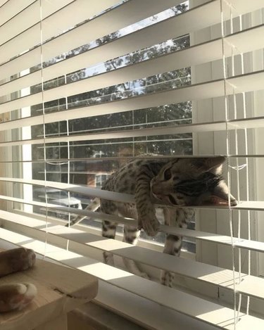 cat sleeps on window blinds