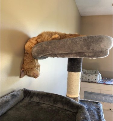 cat sleeps with head leaning over cat tower