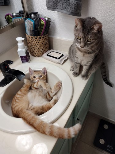 silly cat in sink