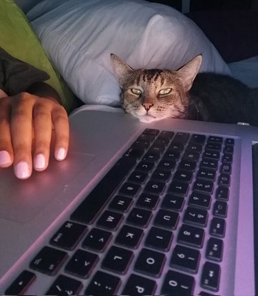 cat resting chin on open laptop.