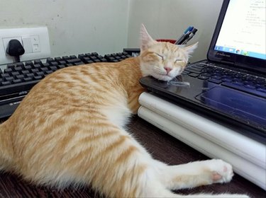 orange cat sleeping on laptop.
