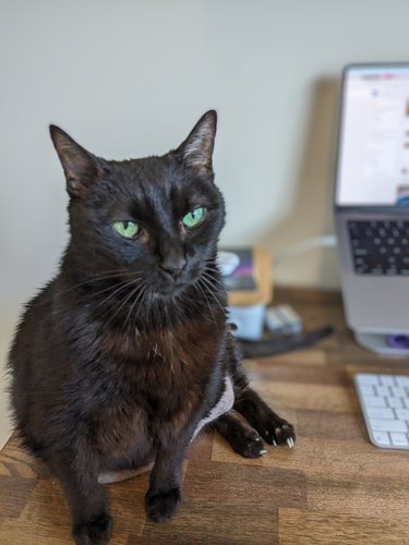 black cat sitting next to open laptop.